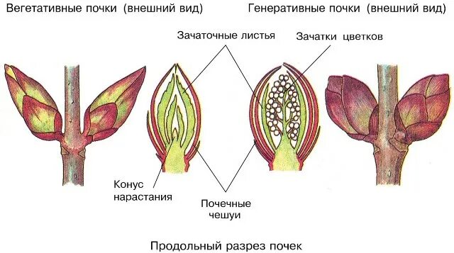 Строение почек каштана. Строение вегетативной листовой почки. вегетативная почка это в биологии. генеративные почки растений. строение генеративной почки.