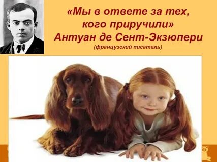 Мы в ответе кого приручили фраза