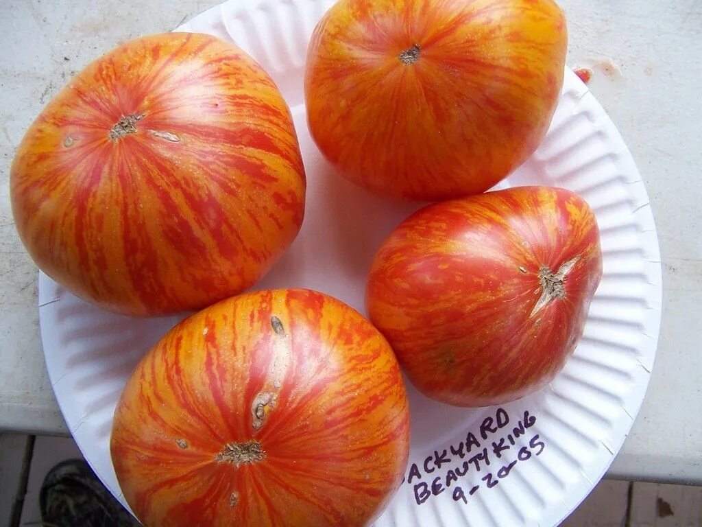 Томат король красоты характеристика. Дварф томатный бьюти кинг. Томат бьюти кинг. Томат король красоты. Томат гном король красоты.