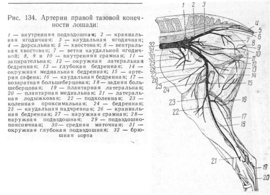 Кровообращение конечностей животных. Артерия сафена у крс. схема артерий тазовой конечности коровы. топографическая анатомия тазовой конечности. артерии задней конечности анатомия животных.