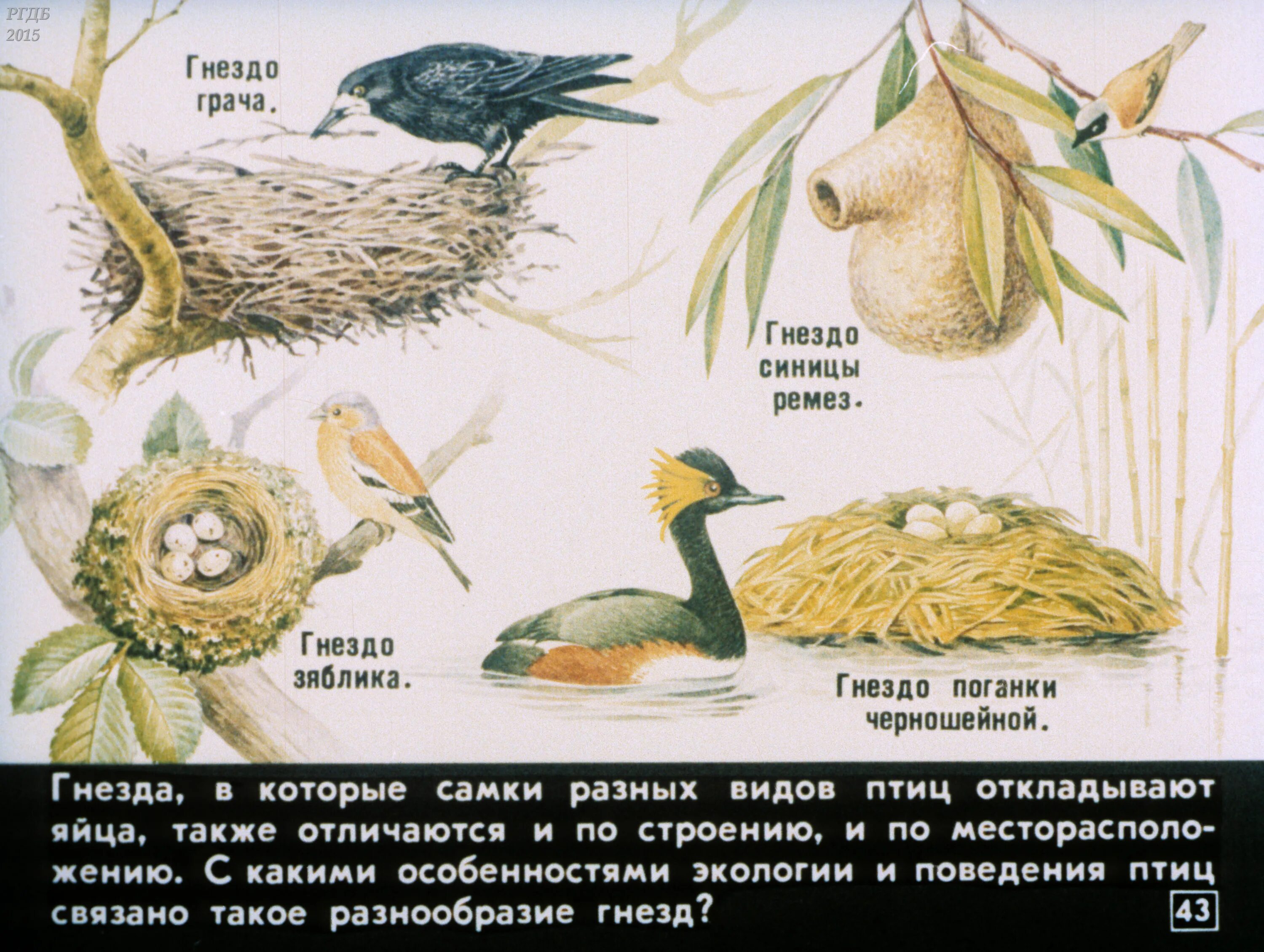 Гнезда разных птиц. Типы гнезд птиц. Гнезда разных видов птиц. Типы птичьих гнезд.