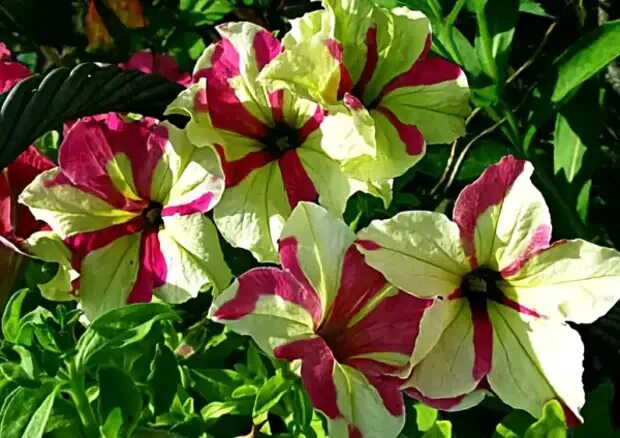 Петуния софистика лайм биколор f1. Софистика лайм биколор. Петуния гибридная софистика лайм биколор. Софистика лайм биколор. Софистика лайм биколор.