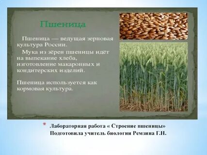 Особенности строения пшеницы