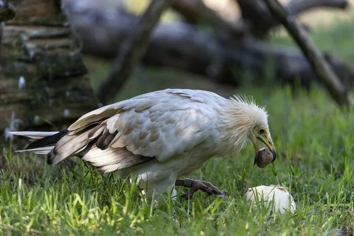 Abutre-preto // Cinereous Vulture Pet birds, Vulture, Bird species