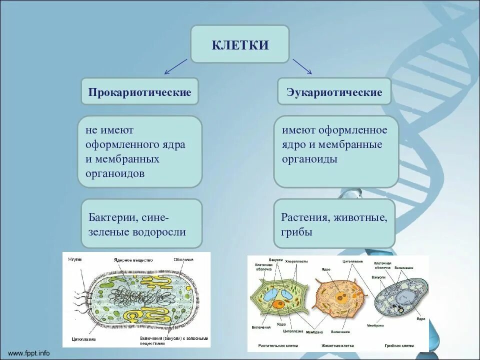 Бактерии не имеют оформленного ядра. Клетки не имеющие оформленного ядра. Не имеют оформленного ядра. Сравнение эукариотических клеток. Организмы клетки которых содержат оформленное ядро