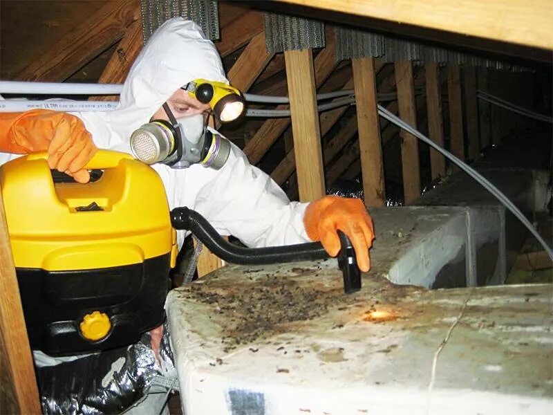 Уничтожение грызунов дератизация. Обработка от грызунов. Обработка от грызунов. Дератизация. Обработка от грызунов.