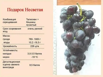 Калорийность винограда кишмиш зеленого
