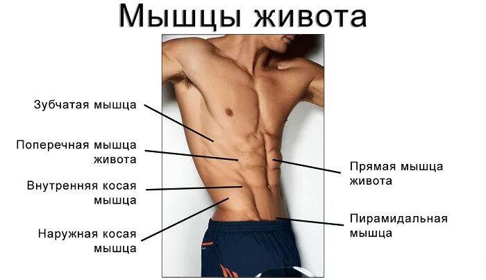 убрать бока с помощью аппаратного массажа отзывы. лысый андеркат. мышцы тела вид сбоку. как называется бока бока. как называется бока бока.