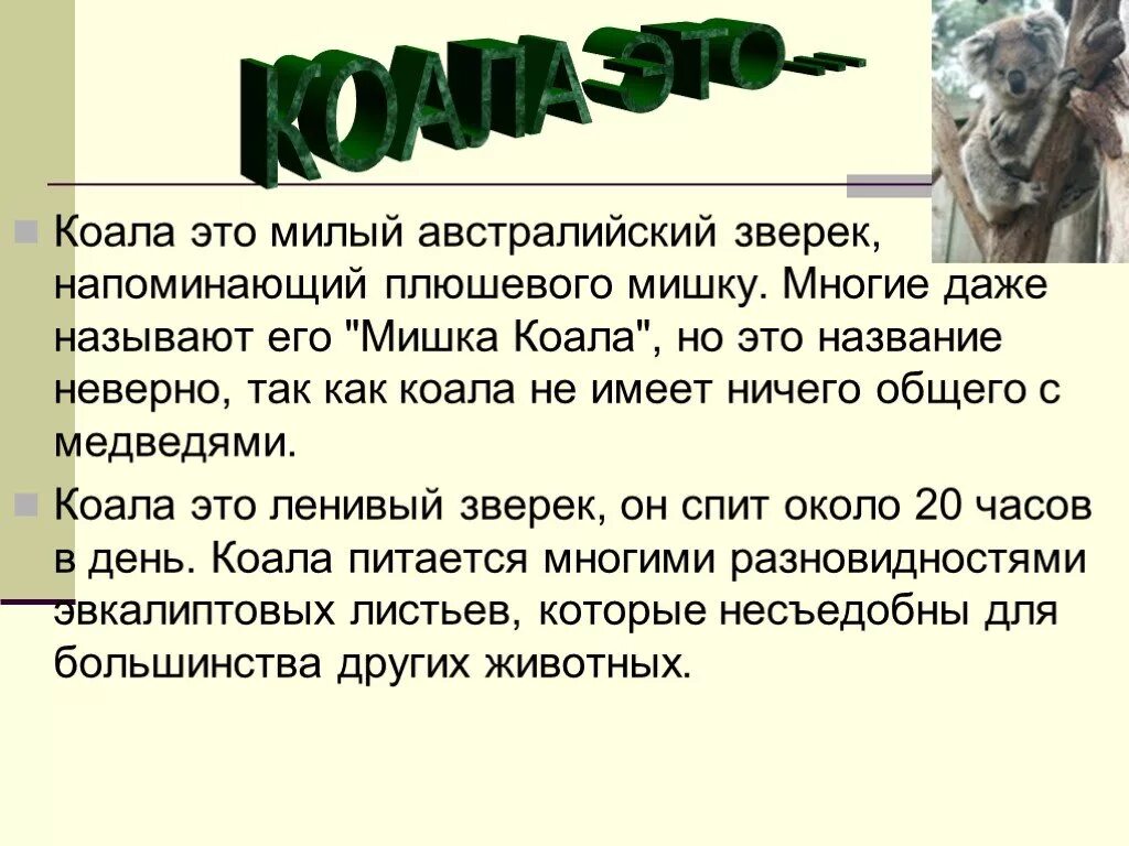 Коала сообщение 7 класс. Сообщение о коале. коала презентация. коала интересные факты для детей. доклад по биологии про коалу.