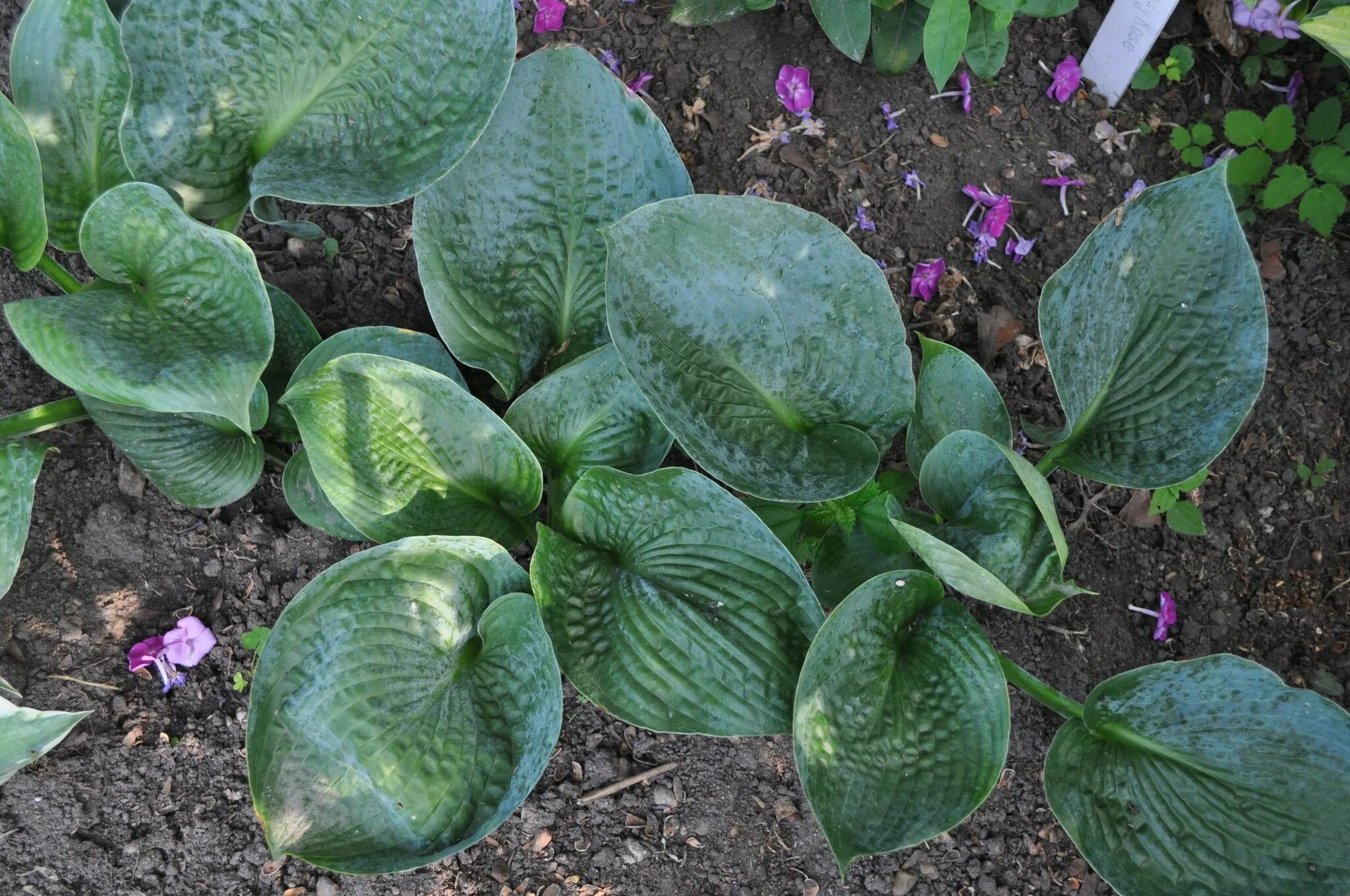 Хоста Abiqua drinking Gourd. Хоста "Abiqua drinking Gourd" (Hosta). Хоста Абиква дринкин. Хоста Абикуа дринкинг.