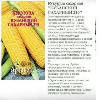 Характеристика кукурузы