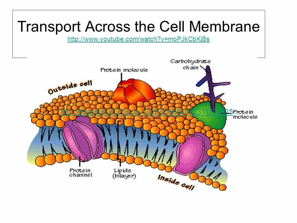 Cell membrane. Клеточная мембрана. membrane lipids. билипидный слой.