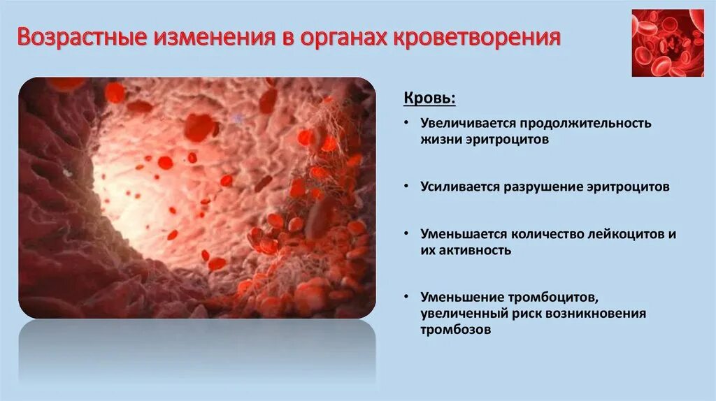 Печень образование эритроцитов. Возрастные изменения системы крови при старении. Возрастные изменения кроветворной системы. Возрастные изменения крови, кроветворных. Особенности системы крови у пожилых.