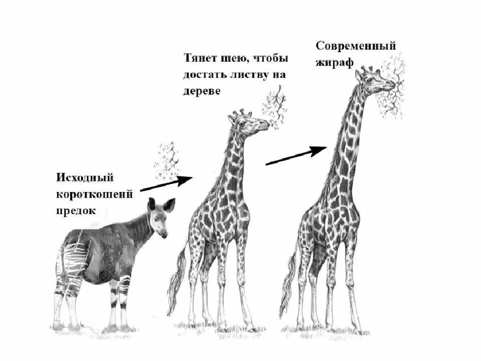 Что по ламарку является причиной появления длинной. Закон упражнения и неупражнения органов Ламарка. Жираф Эволюция Ламарк. Теория Ламарка Жирафы. Эволюционная теория Ламарка Жираф.