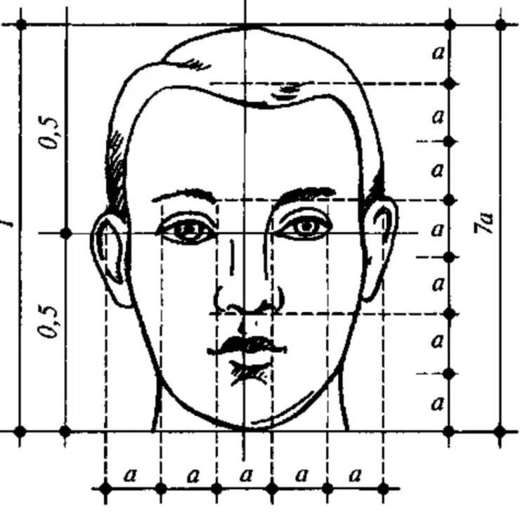 Лицо часть головы человека. Основные схемы и пропорции лица. Портрет (конструкция головы человека. Анфас, профиль). Портрет конструкция головы человека и ее основные пропорции. Пропорции головы человека показать схемы пропорций.