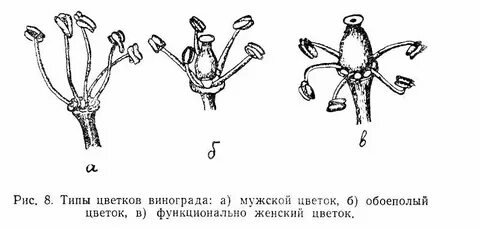 Какого пола цветок
