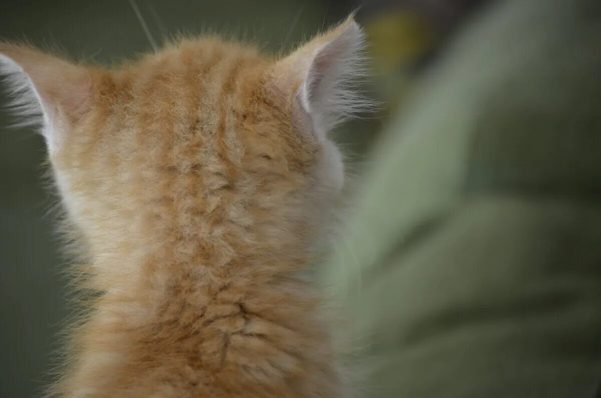 Затылок кошки. Рыжие ушки кота. Кошачьи затылочки. Кот со спины. Затылок кота.