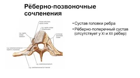 Артроз реберно позвоночных лечение