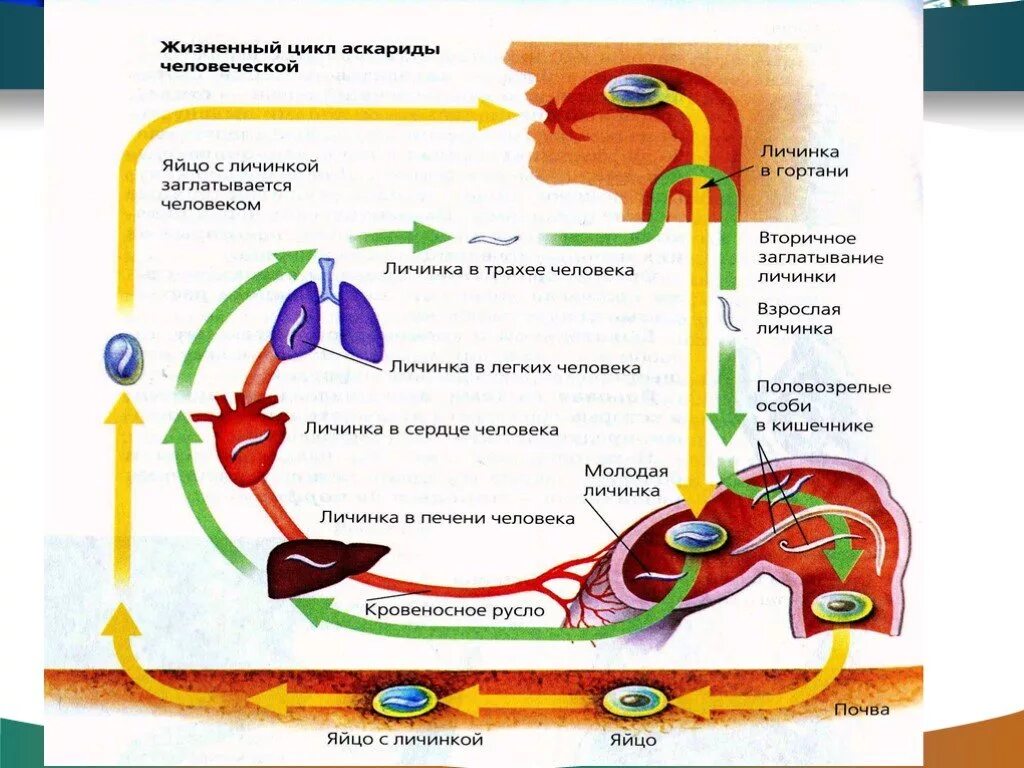 Жизненный цикл аскариды человеческой схема. Схема развития человеческой аскариды. Круглые черви цикл развития аскариды. Цикл развития аскариды человеческой схема.