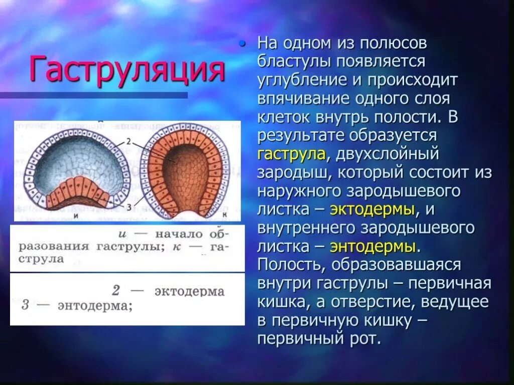 Гаструла образуется в результате. Гаструляция 3 слоя. Бластуляция гаструляция нейруляция. Стадии бластулы гаструлы. Зародыш гаструла.