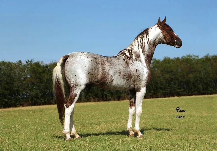 Pin by Оксана Дудка on Грация лошадей. Unusual horse, Rare horses, Most beautifu