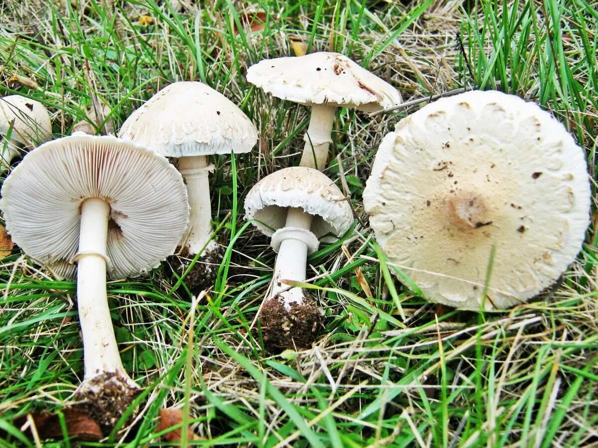 • Зонтик белый (Macrolepiota excoriata. Гриб-зонтик белый Macrolepiota excoriata. Гриб зонтик поганка. Гриб зонтик и бледная поганка.