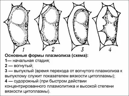 Плазмолиз и деплазмолиз