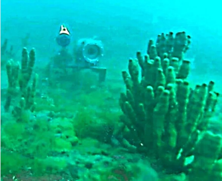 Фотограф с фотоаппаратом в руках. Фотоаппарат фотографирует. Страшные вещи под водой. Самые странные находки в океане. Пуп атлантического океана.