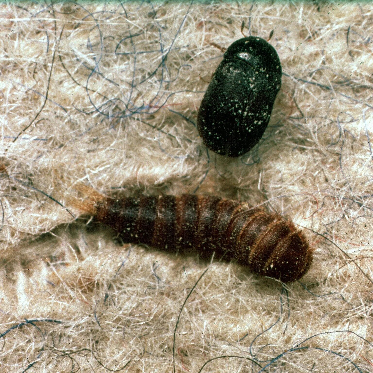 Точильщик жук мучной жук. Крупяные жучки хлебный точильщик. Что делают жучки. Жук клоп квартирный. Что делают жучки.