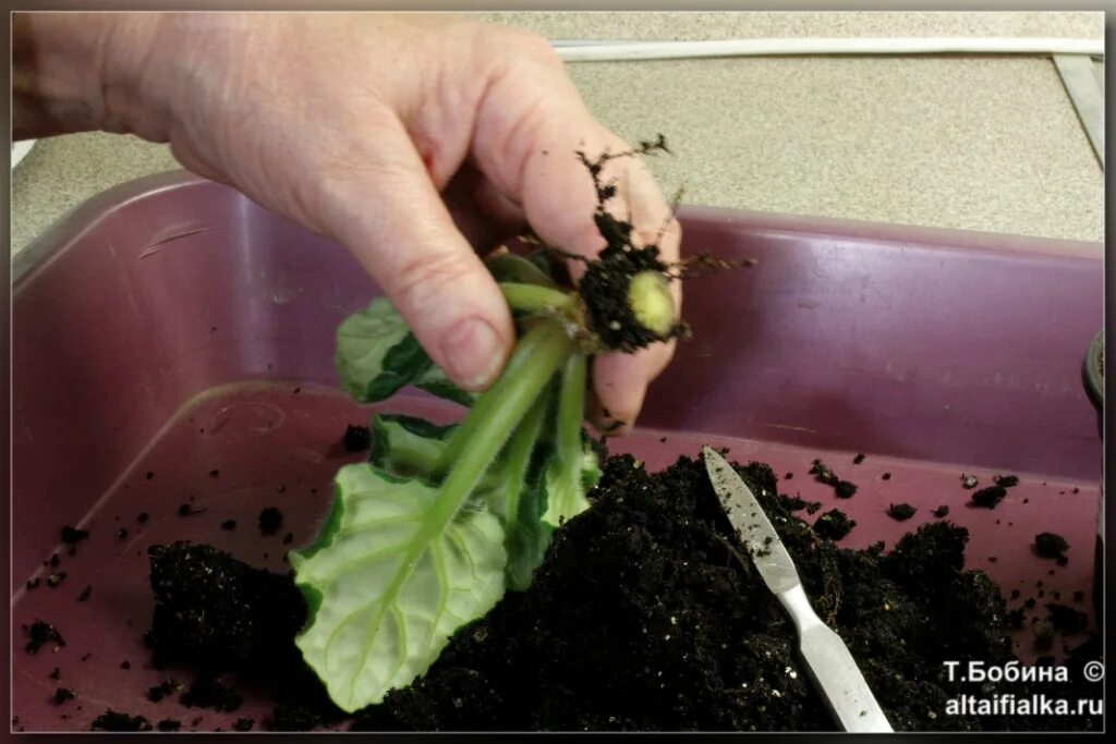 Как пересадить фиалку с длинным. Как рассадить фиалку. Как пересадить фиалку с длинным. Снос головы у фиалки. Как пересадить фиалку с длинным.