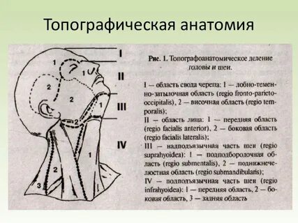 Область лица и шеи