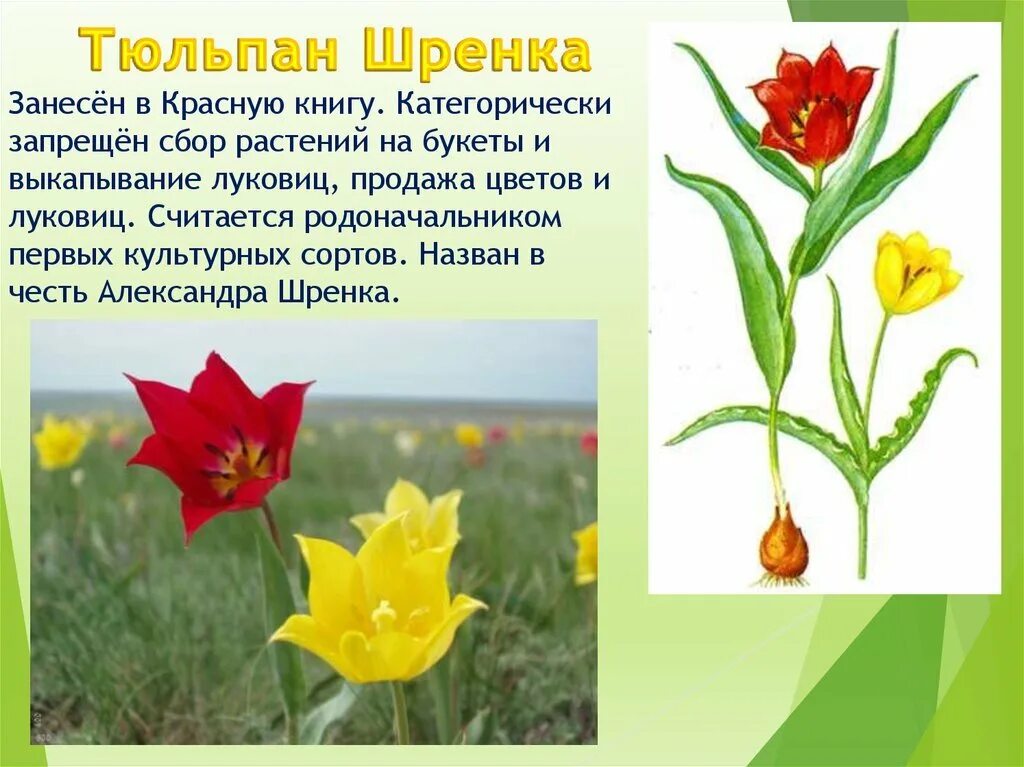 Какие растения попали в красную книгу