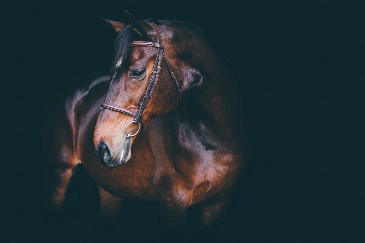 Лошадь в темноте. Лошадь ночью. Фотографы лошадей. Лошадиная морда в темноте.