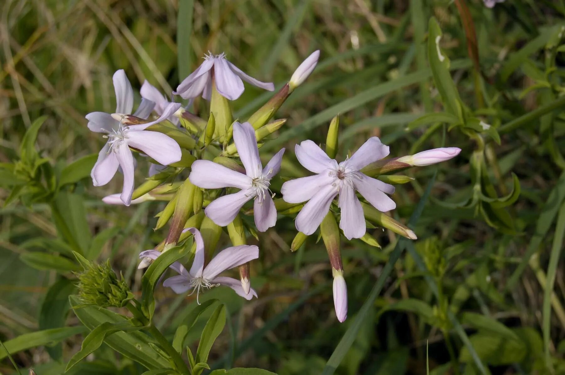 Мыльнянка лекарственная (Saponaria officinalis). Мыльнянка дернистая. Мыльнянка махровая белая.