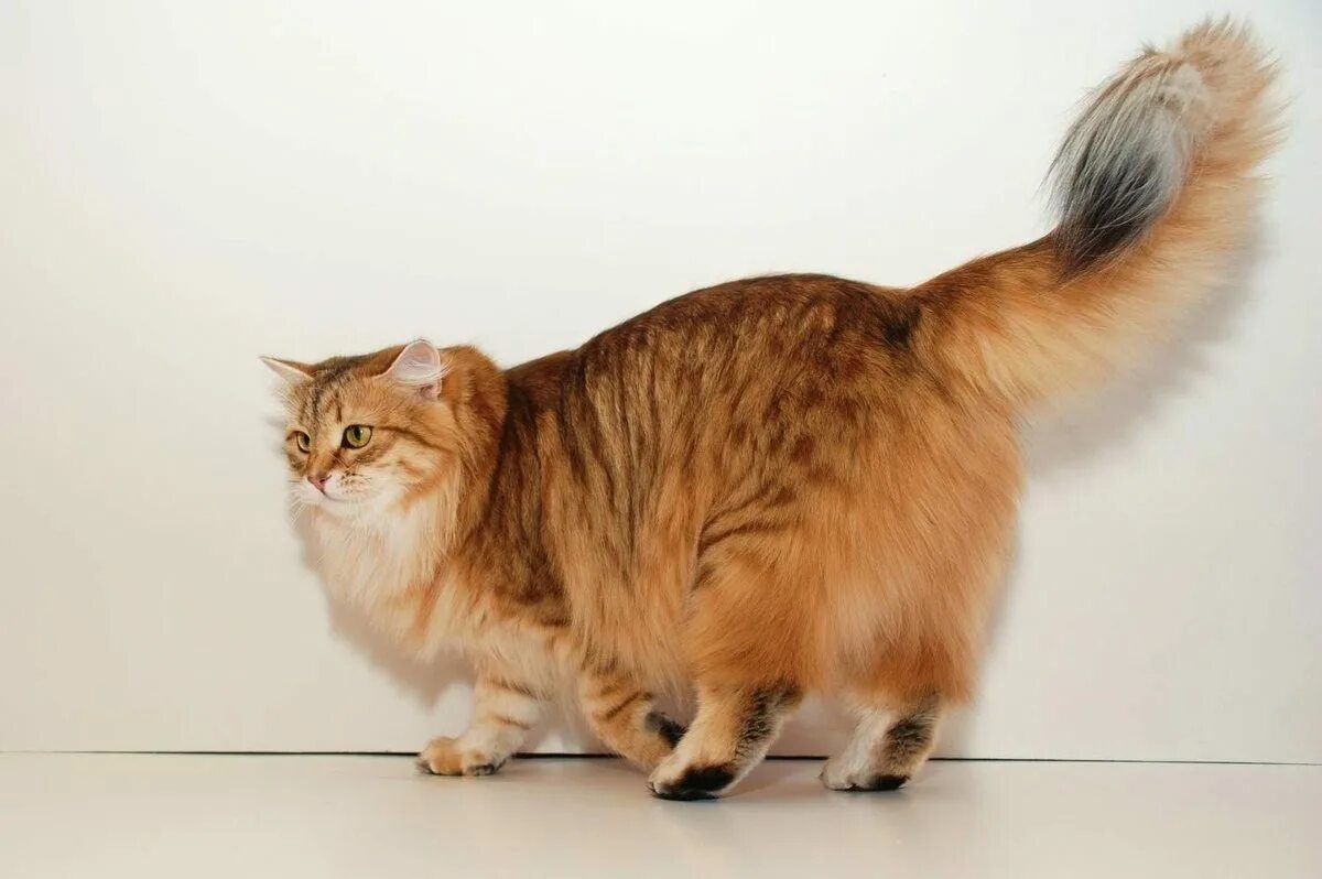 Кот Манчкин длинношерстный. Сибирская полудлинношерстная кошка. Манчкин кот рыжий. Сибирский Манчкин.