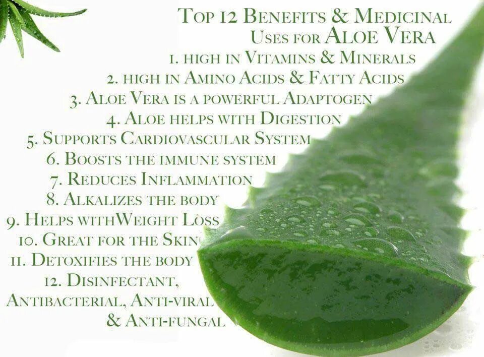 Алоэ прикол. Aloe Vera benefits. Алоэ коньяком