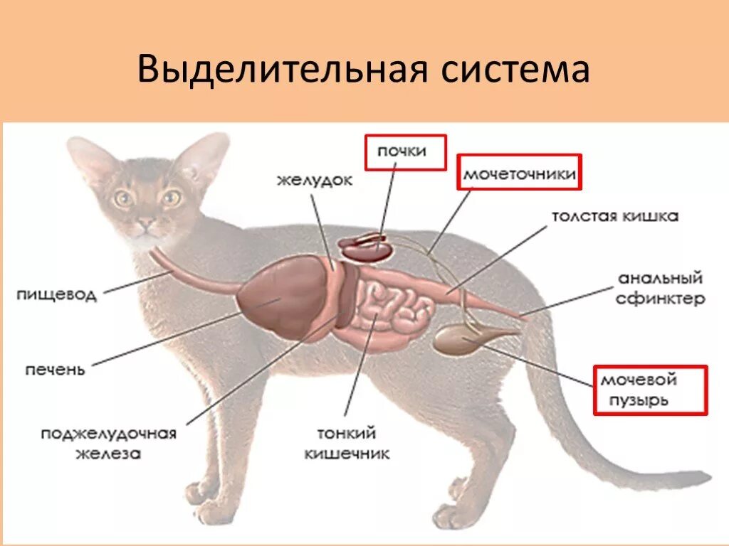 Какие почки у млекопитающих. Выделительная система млекопитающих 7 класс. Система выделения у млекопитающих. Строение выделительной системы анатомия. Строение кошачьей выделительной системы.