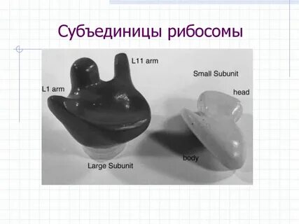 Где происходит сборка субъединиц рибосом