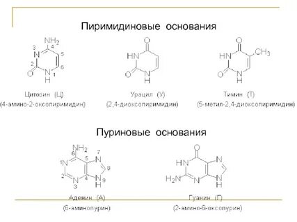 Пуриновые и пиримидиновые основания это