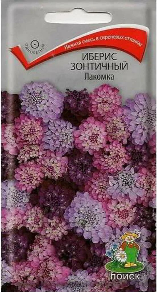 Иберис купить семена. Иберис ежевичный. Иберис зонтичный семена. Иберис зонтичный ежевичные меренги. Иберис сиреневый.