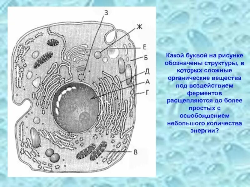 Строение строение животной клетки. Рисунок растительной клетки какая структура клетки. Структурное строение клетки. Рисунки в клетку. Органоиды растительной клетки впр