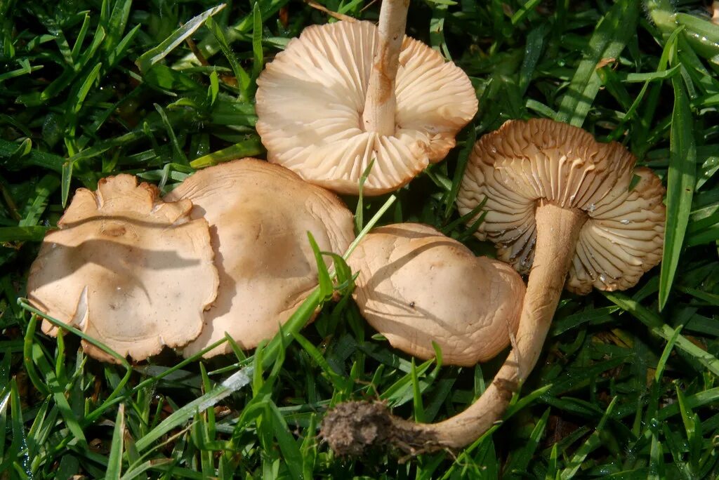 Опенок Луговой Marasmius Oreades. Луговые опята говорушки. Луговые опята съедобные и несъедобные. Опята луговые ложные.