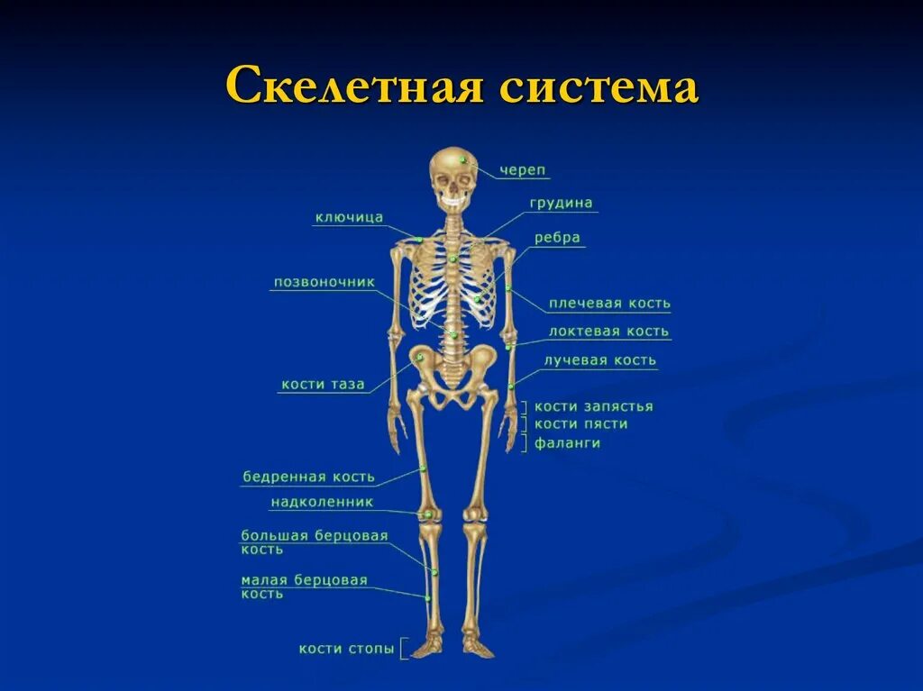 Что входит в систему организма