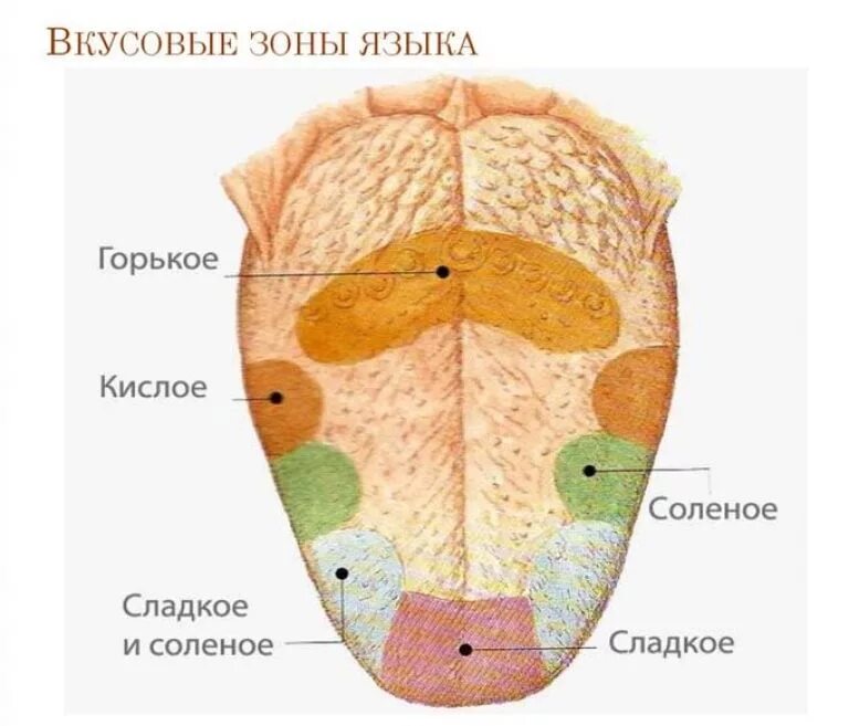 Вкусовые рецепторы на языке схема. Зоны языка вкусовые рецепторы. Вкусовые рецепторы на языке человека схема. Вкусовые зоны языка схема анатомия. Ощущается сладкий