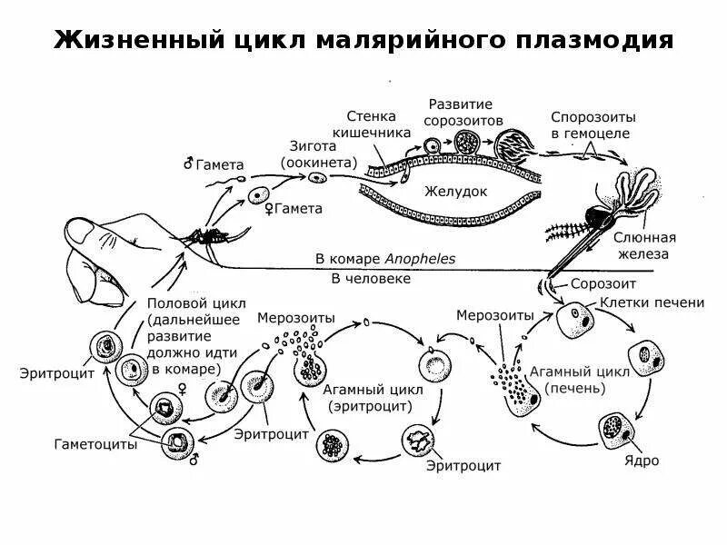 Малярийный плазмодий в кишечнике. Жизненный цикл малярийного плазмодия схема. Стадии жизненного цикла малярийного плазмодия. Цикл развития плазмодия малярии схема. Цикл развития малярийного плазмолиза схема.