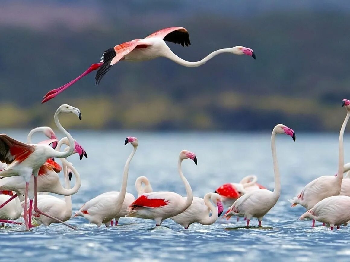 Кайо Коко Фламинго. Африканский Фламинго. Кайо Коко Куба Фламинго. Кайо Круз Фламинго. Красив фламинго