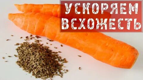 Укроп морковка