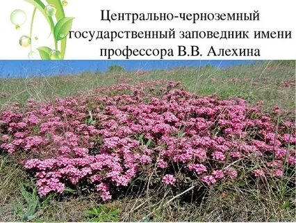 Центрально черноземный государственный заповедник имени алехина