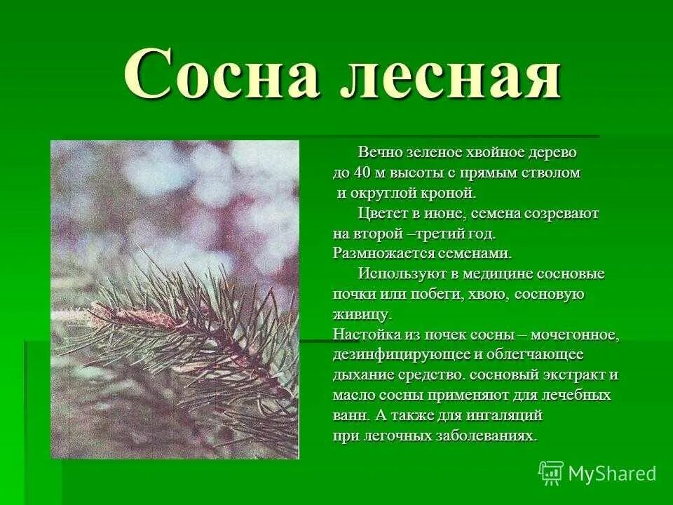 Сообщение о хвойном растении. Сосна доклад. Сосна обыкновенная сообщение. Описание хвойных растений. Презентация на тему хвойные растения.