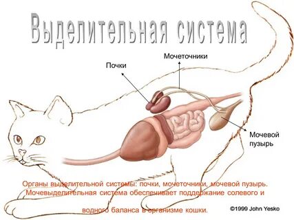 Органы выделительной системы млекопитающих
